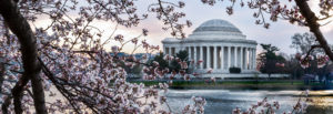 Jefferson Memorial with cherry blossoms